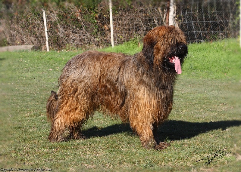 Gonzague du domaine des Peluches