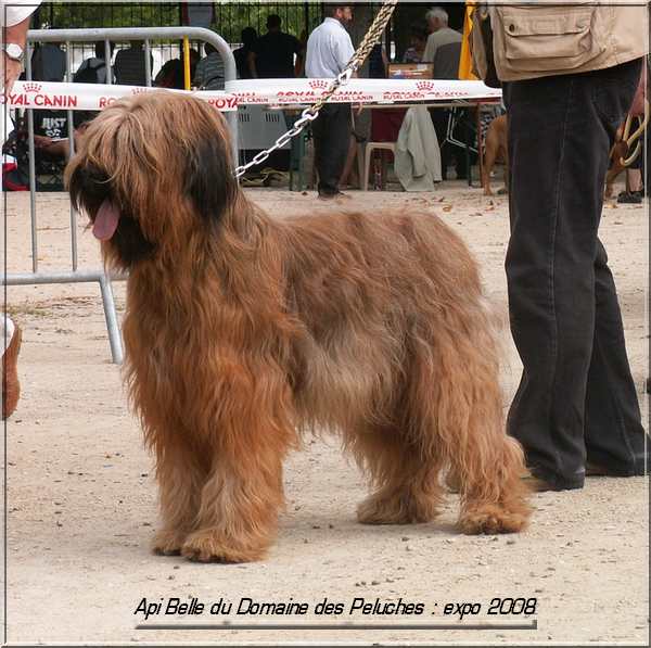 Api belle du domaine des Peluches