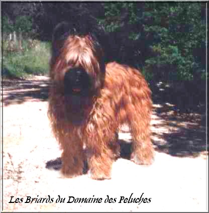Virgule De la garde adhemar