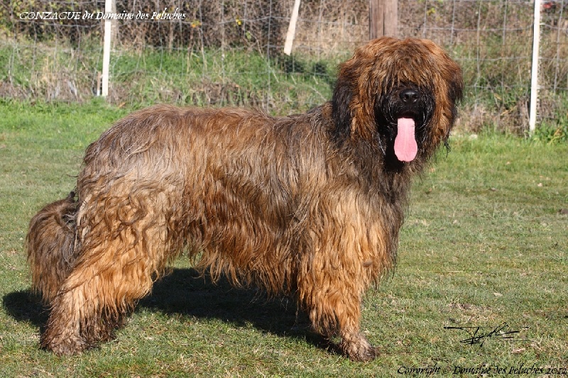 Gonzague du domaine des Peluches
